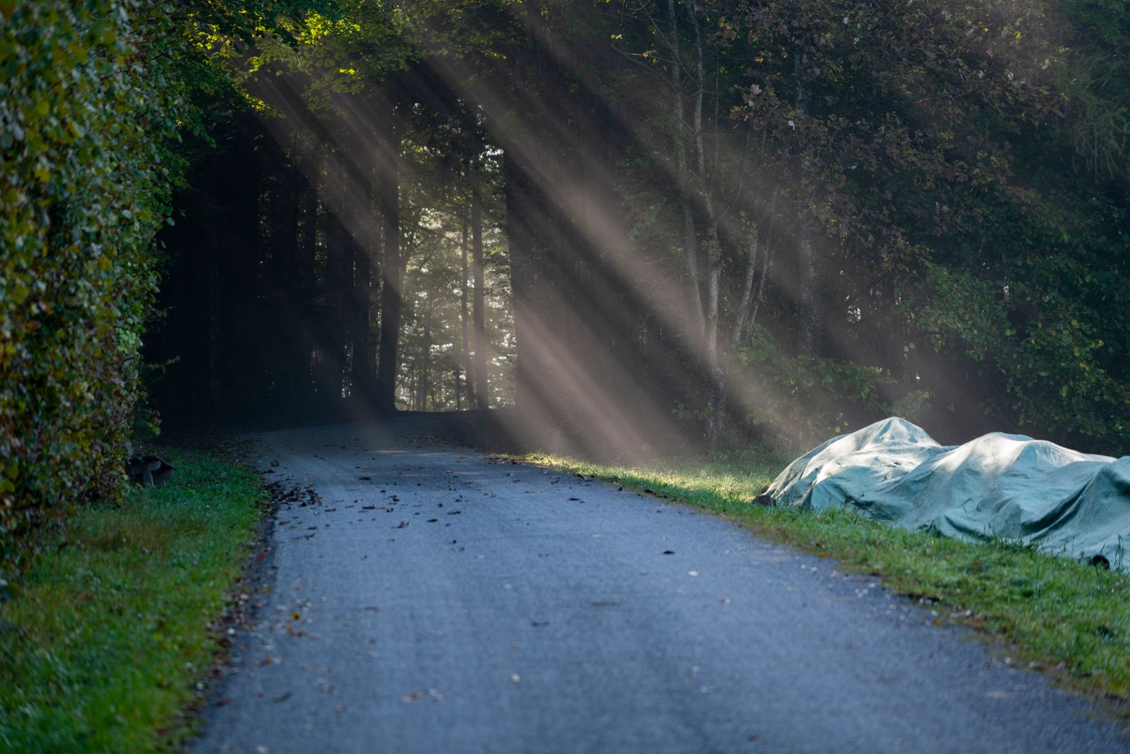 Chemin de lumière au cœur de la forêt